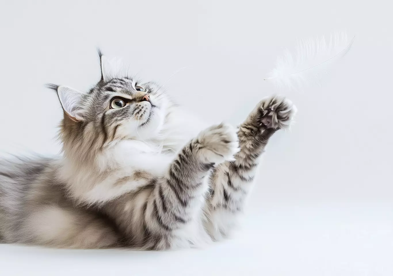 Gamme de produits CBD pour animaux
