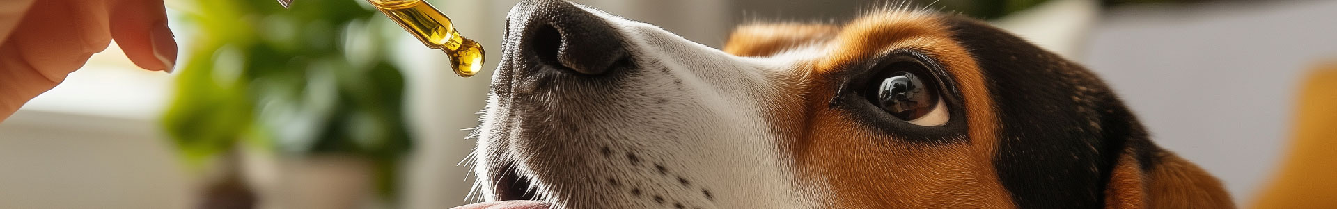 Gamme de produits CBD pour animaux