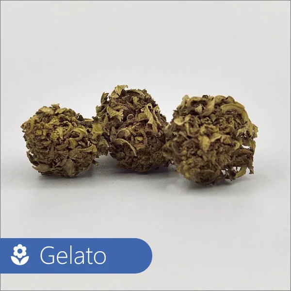 Fleur de CBD Gelato Nature Alsacienne