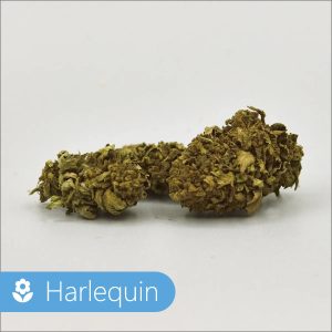 Fleur de CBD Harlequin Nature Alsacienne
